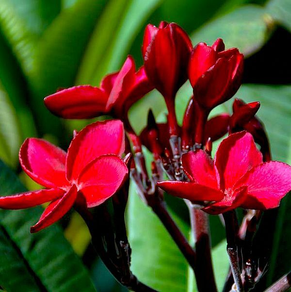 Plumeria rubra RED PLUMERIA Seeds!