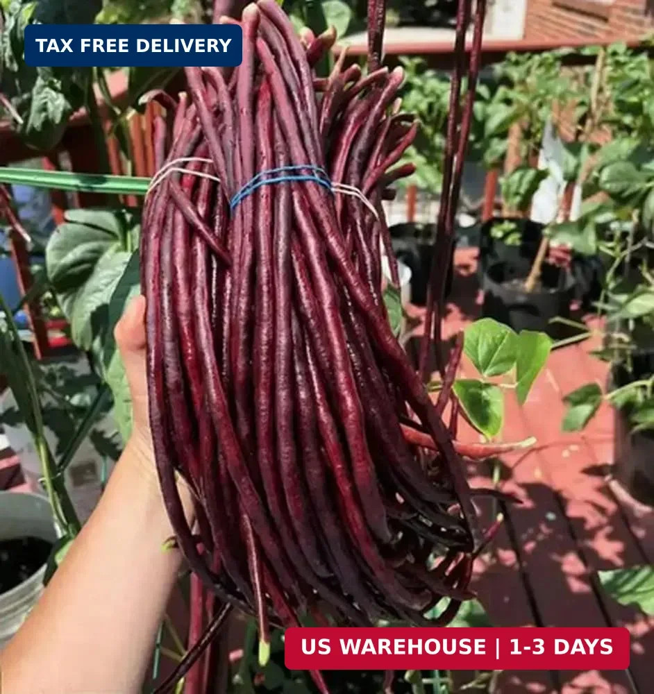 30PCS Green/Red Yard Long Bean Seeds Asian Noodle Asparagus Bean Seeds Non-GMO H
