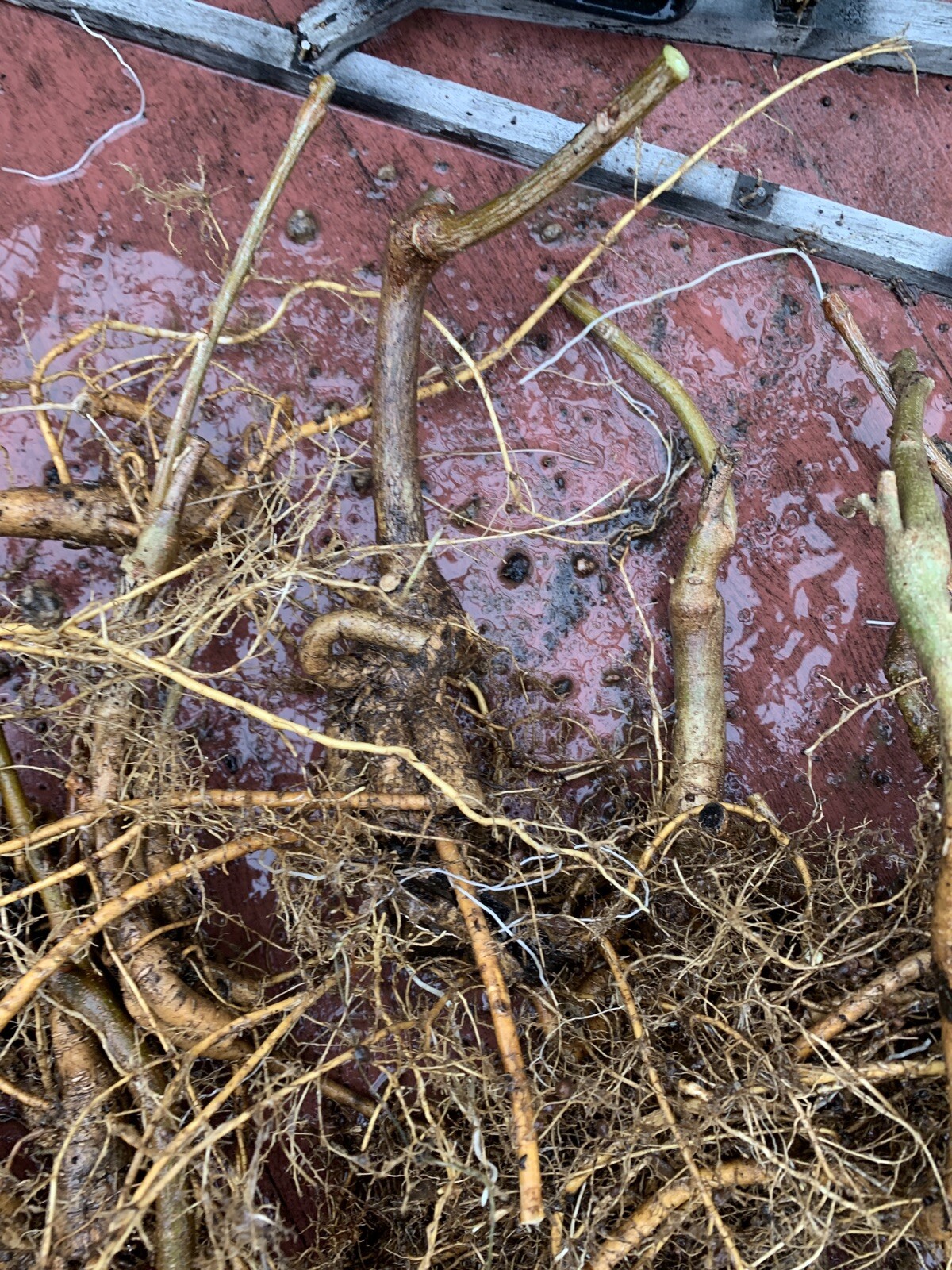 3-4 year old WISTERIA Blue Moon, Purple Flower Fragrant, well rooted plant