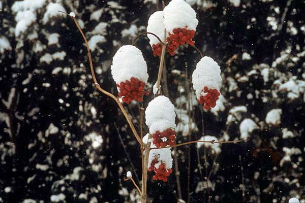 Viburnum trilobum | American Cranberrybush | Crampbark Tree | 20 Seeds