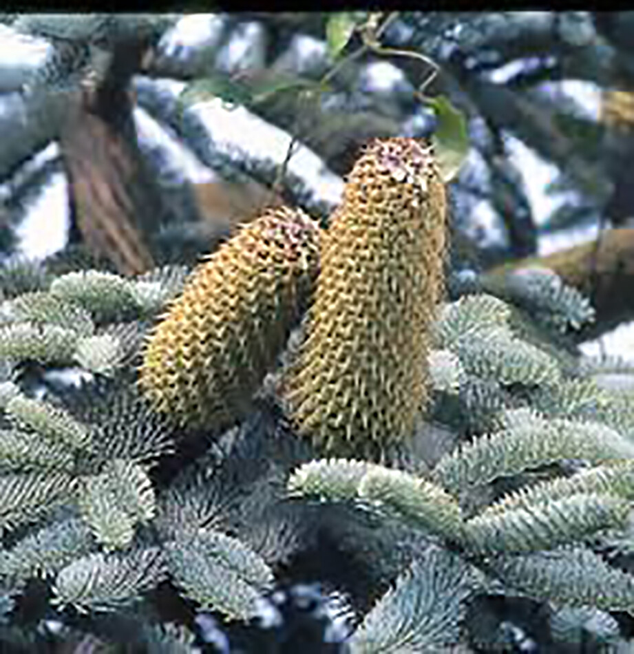 Blue Noble Fir, Abies procera glauca, (Abies nobilis), Tree Seeds