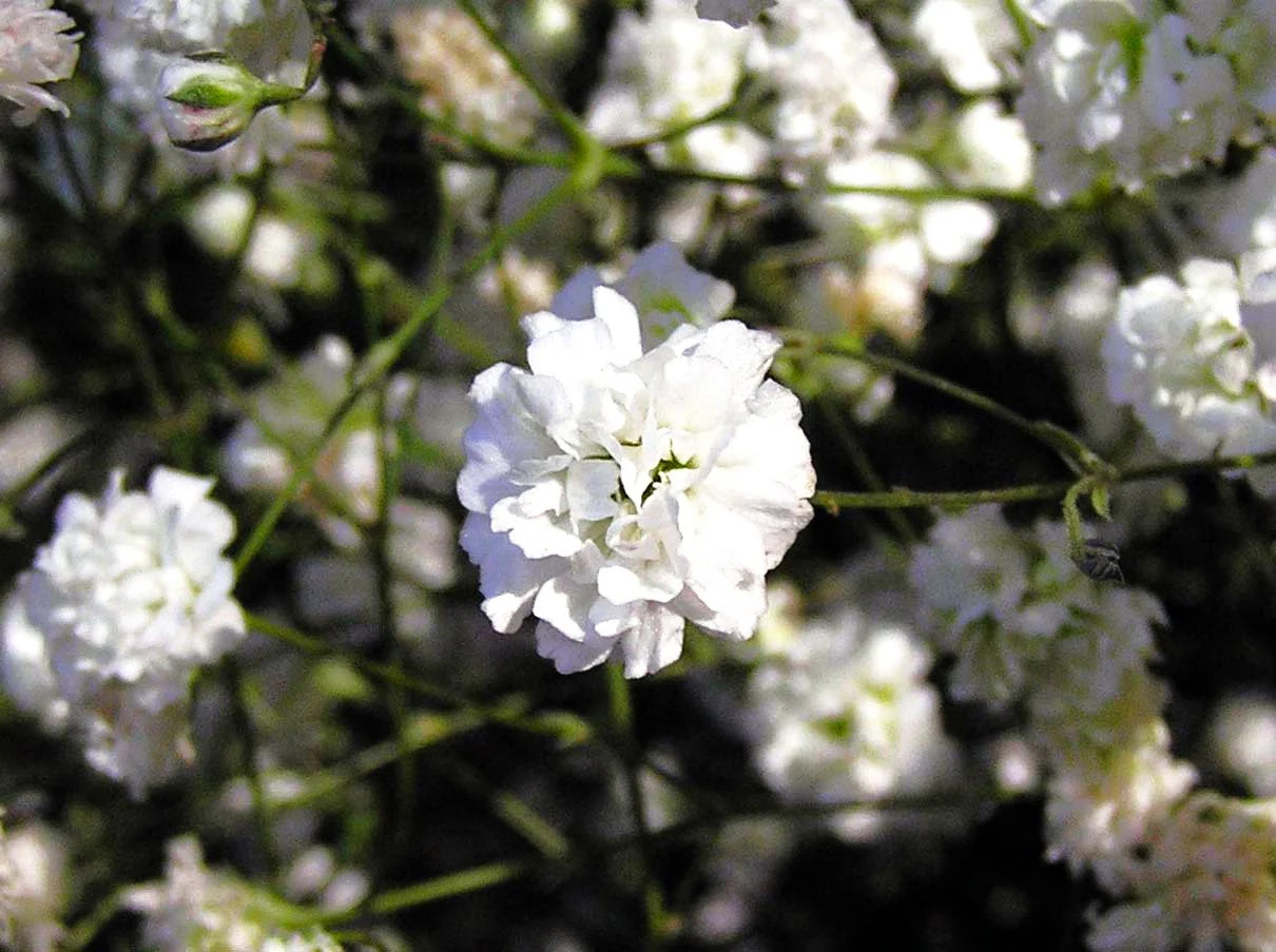Perennial Baby’s Breath Seeds – For 2025 Planting Gypsophila Paniculata