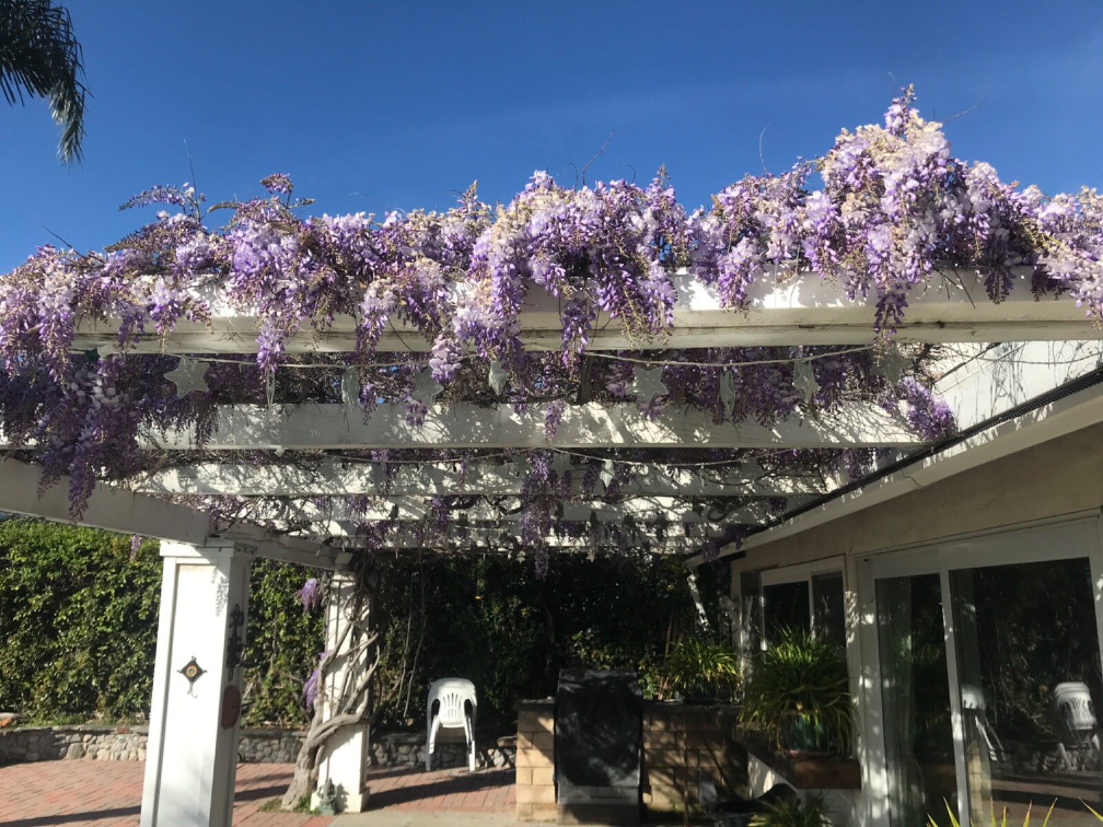 15 Purple Wisteria Seeds Vine Climbing Flower Perennial Seeds USA SELLER