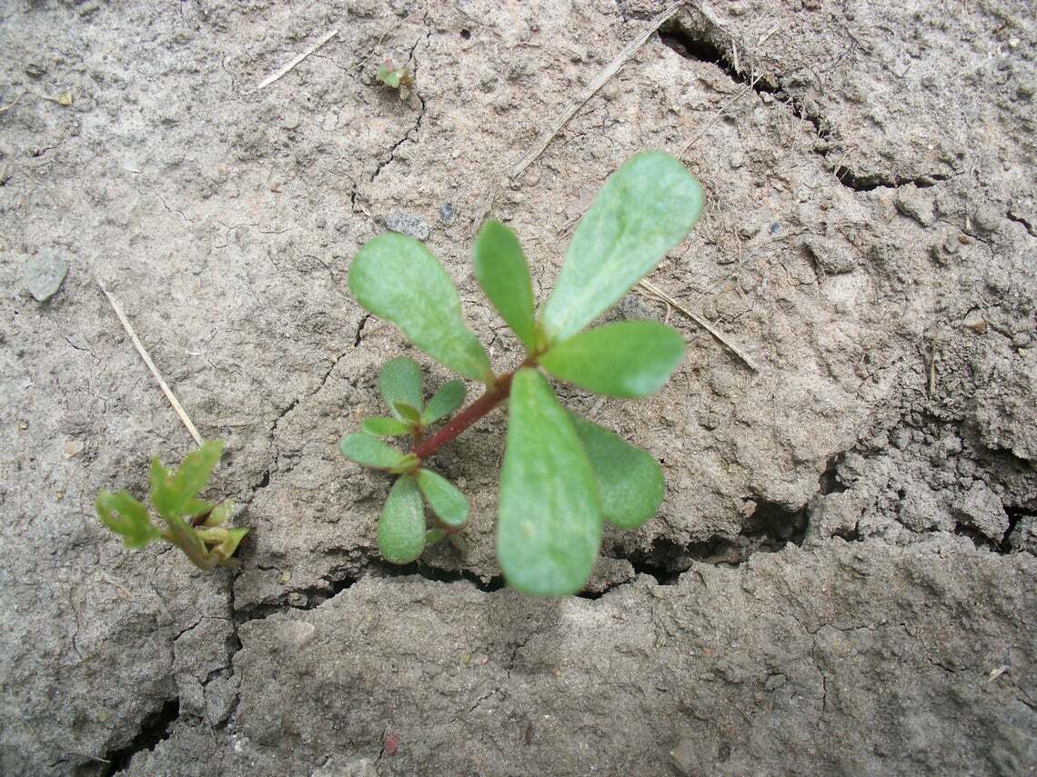 20 SEEDS PURSLANE