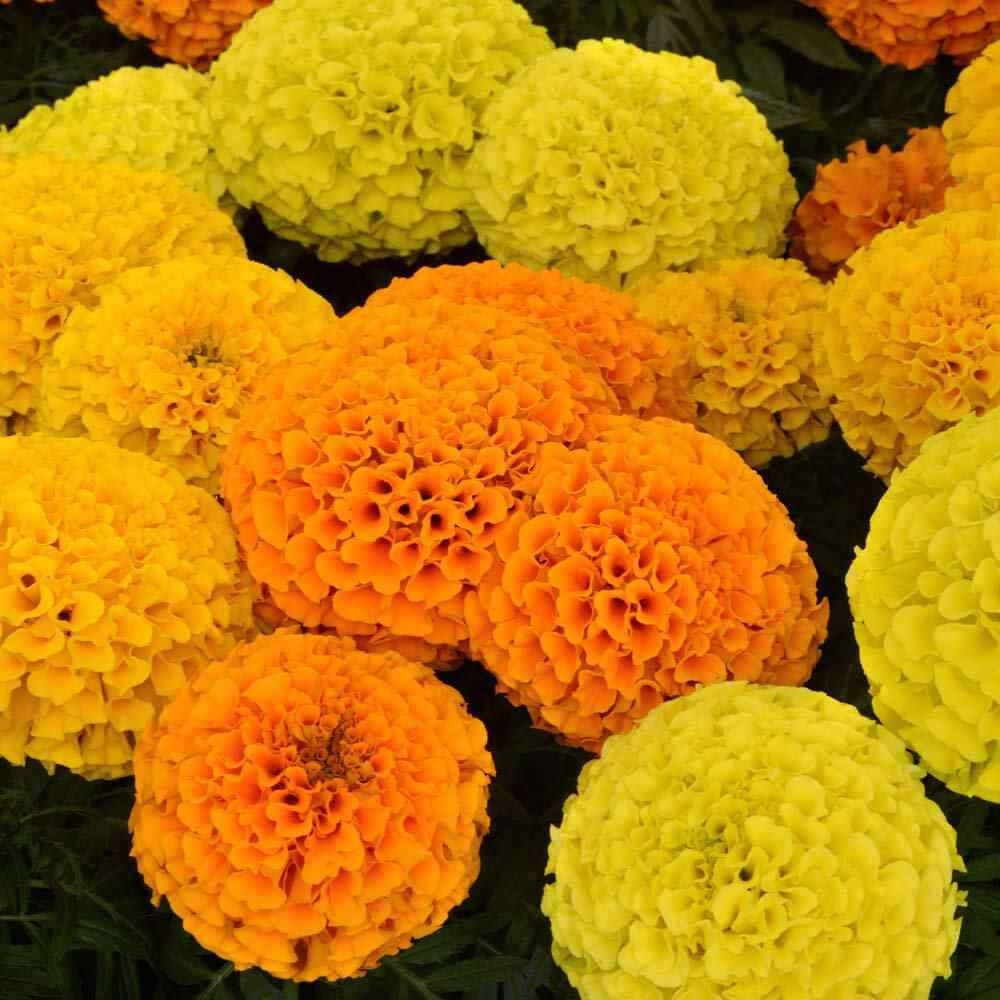 100 Seeds Tagetes Erecta African Marigold Taishan Flower Seed Mix