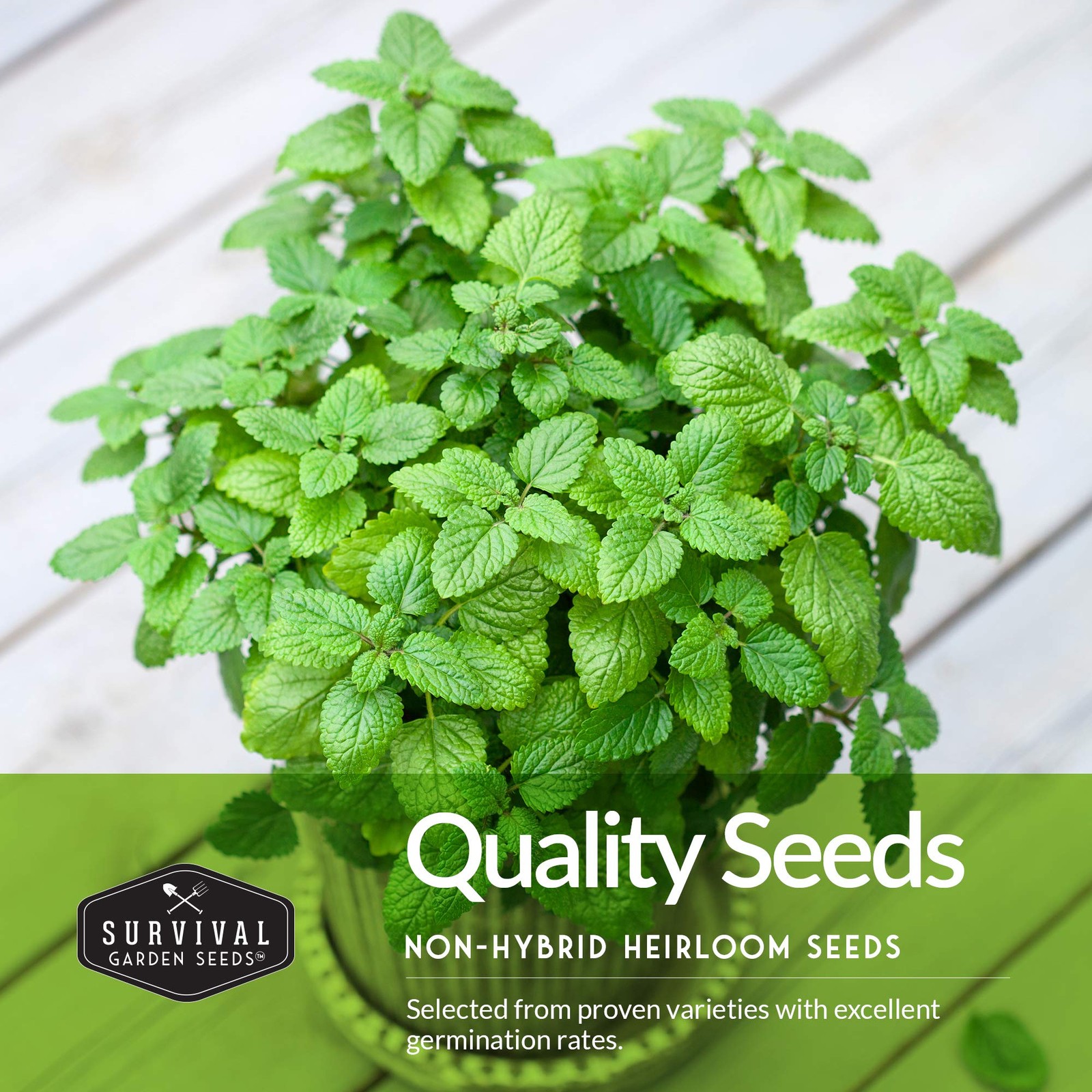 Easy to Grow Herb Seeds Variety Pack | 5 Heirloom Kitchen Herbs for Planting …