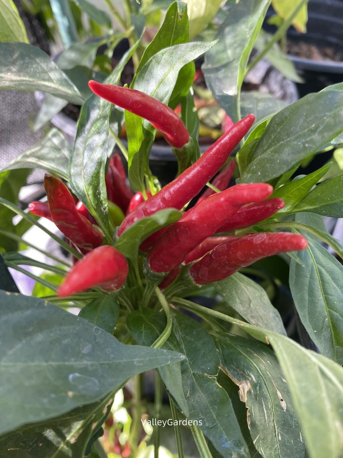 🌱 Heirloom Xiaomi/ Xiao Mi La Hot Chili Pepper 20 Seeds