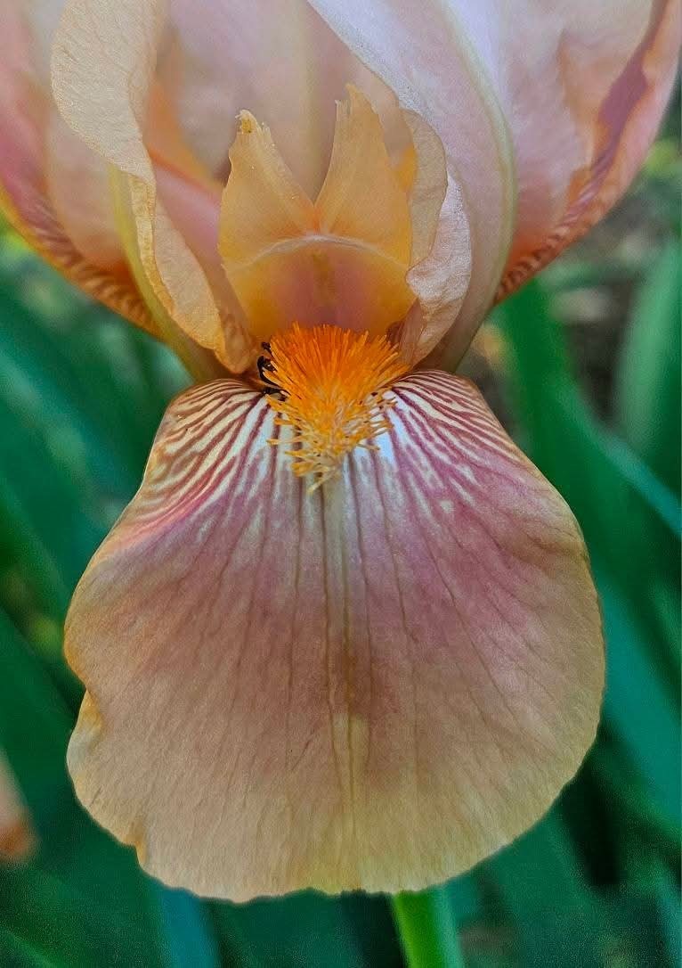 10 Rhizomes – Mixed Color Bearded Iris & Blue Flag Iris
