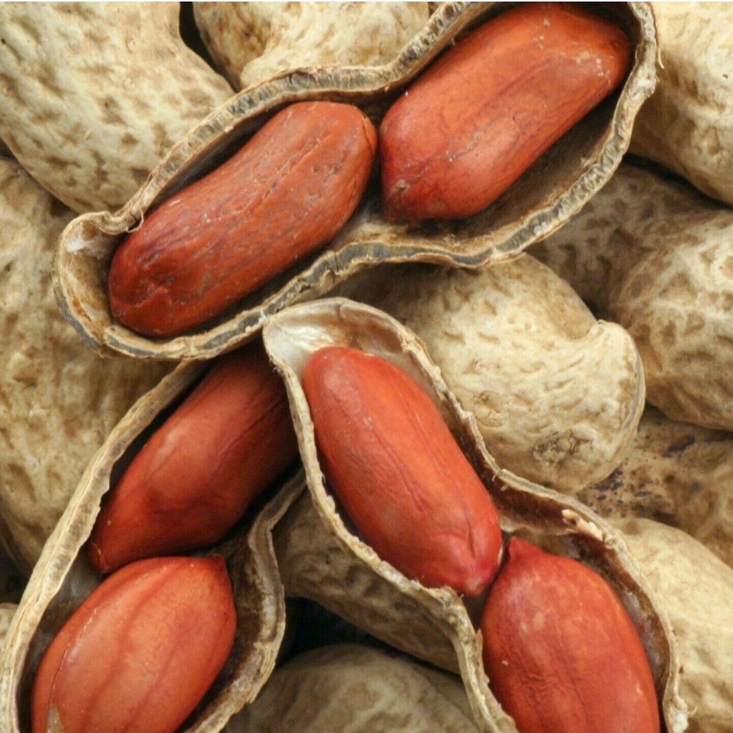 85g Jumbo Bailey Virginia Peanut Seeds For Planting ,Organic NON – GMO for 2024