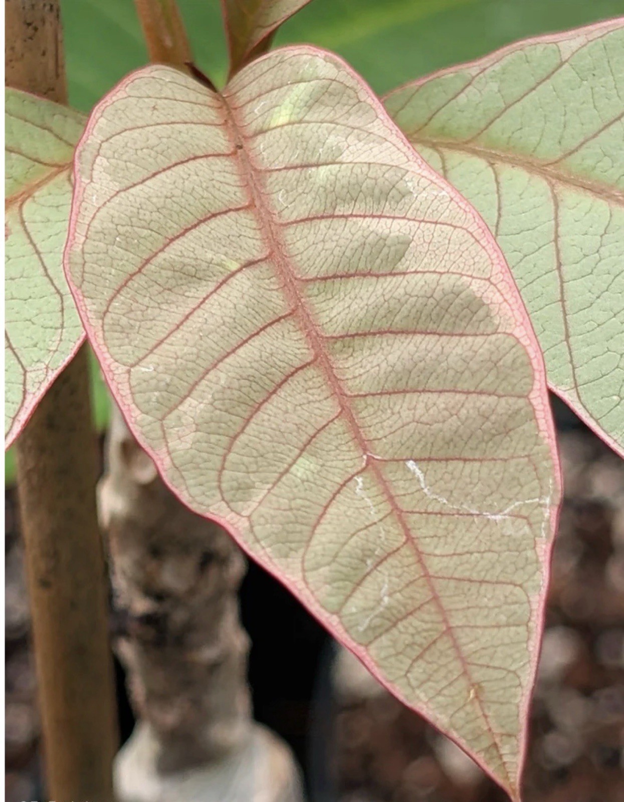Pink Leaf Variegated Plumeria Frangipani-Rooted & Grafted Plant-Read All Info!