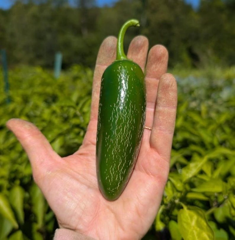 2025 Award-Winner | Jalapeno Pepper Seed Pack | Non-GMO. High Germ Rate!