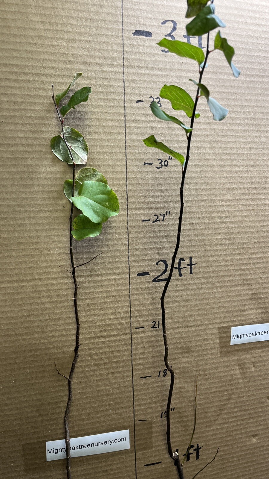 30-40” tall Cydonia Provence Quince rooted 1-2 year old plant