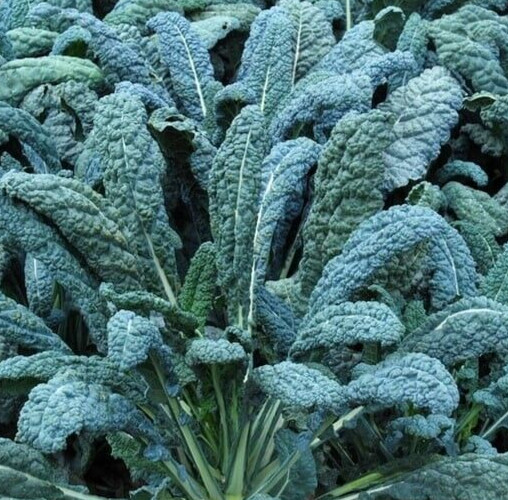 LACINATO KALE SEEDS 600+ “DINOSAUR KALE” cool WEATHER vegetable GARDEN NON-GMO