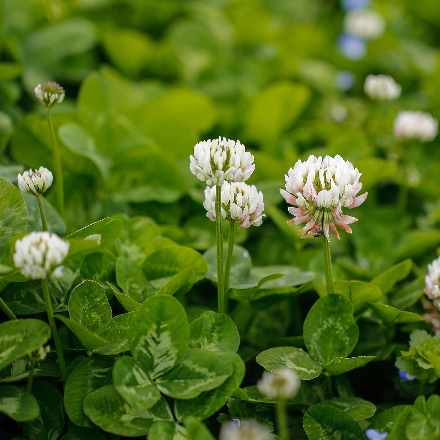 1lb Perennial White Dutch Clover Seed for Erosion Control, Ground Cover, Pasture
