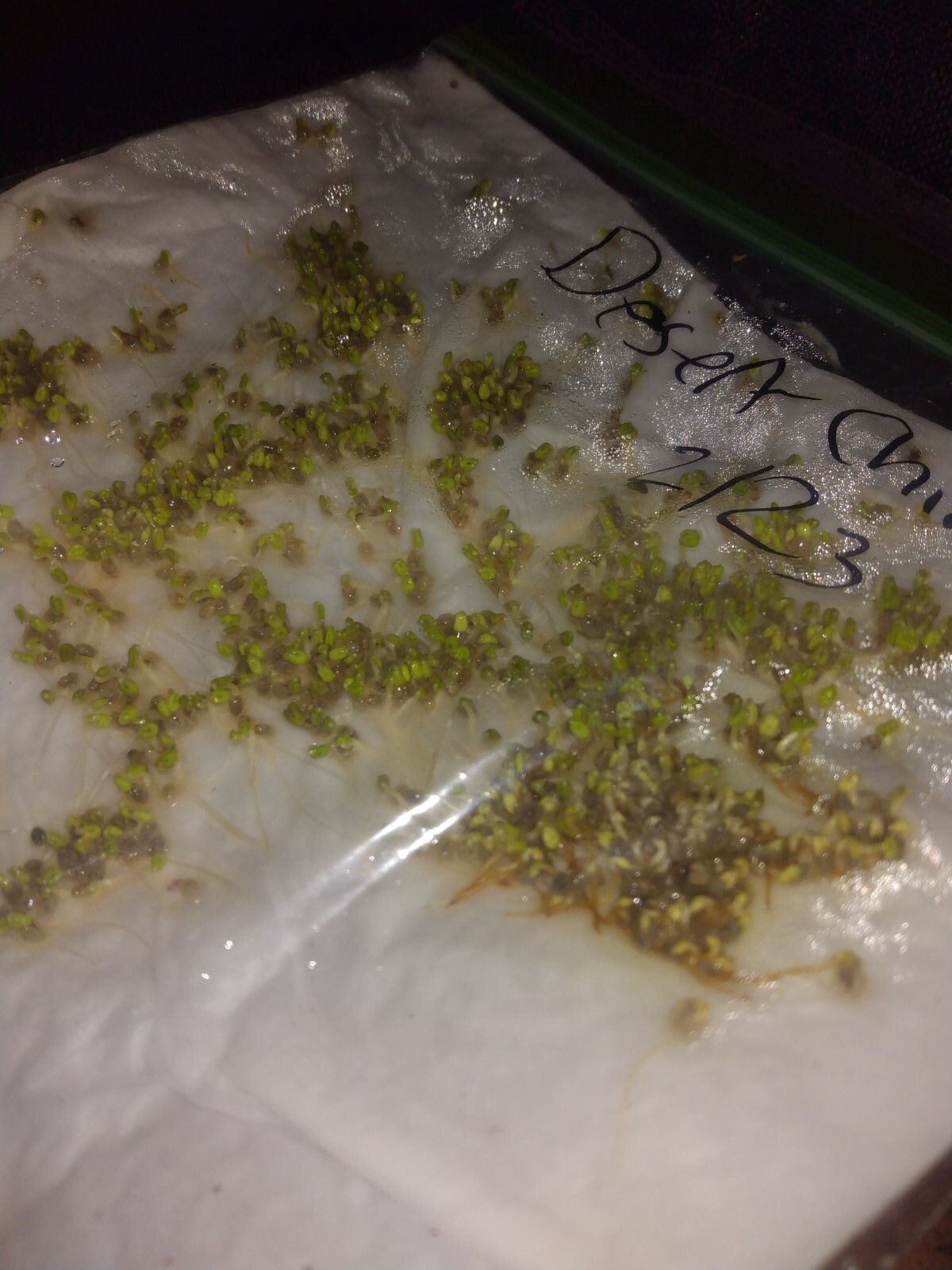 100+ salvia columbariae seeds 95% germination rate see images .
