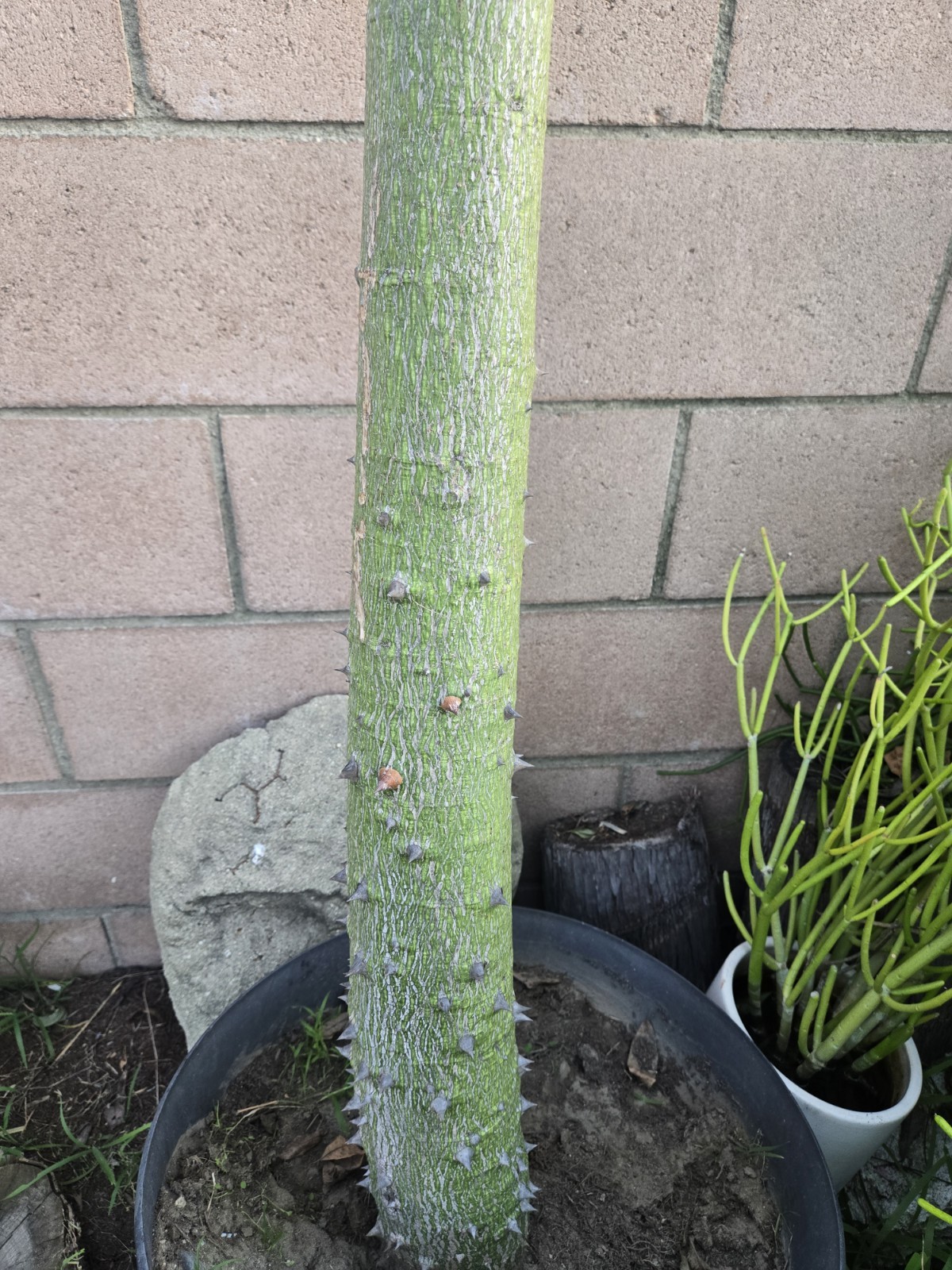 Large Huge Silk Floss Tree 15 Foot Tall Green Beauty