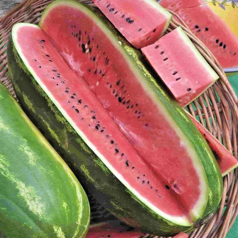 40+JUBILEE WATERMELON Seeds Heirloom Organic Vine 25-30lbs Summer Garden Easy