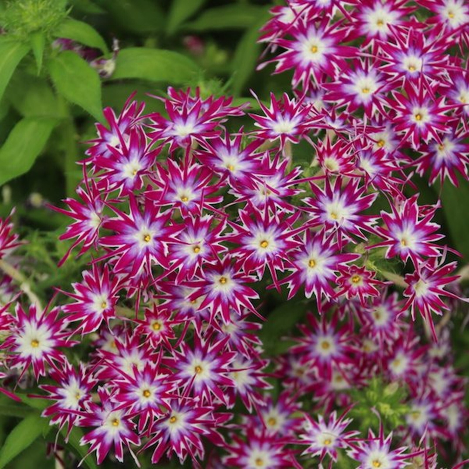 50 Magenta White Phlox Seeds Flower Perennial Seed Bee Flowers US SELLER
