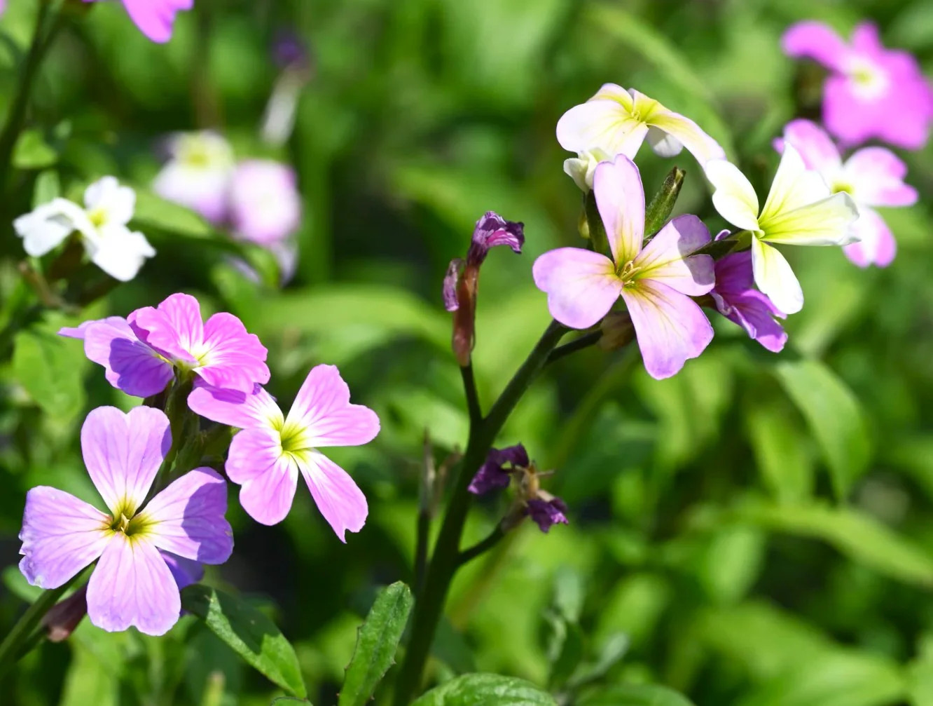 Virginia Stock Mix Seeds – For 2025 Planting Highly Scented Fragrant Low Growing