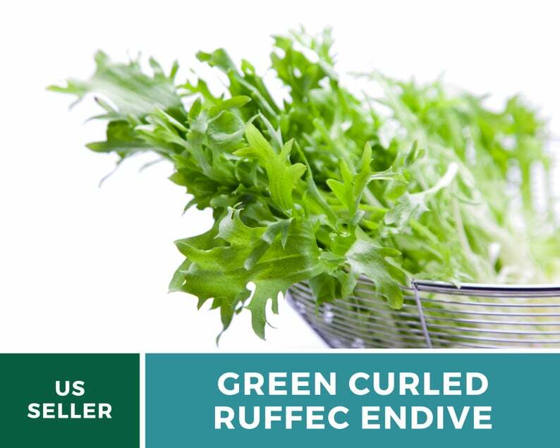 Endive, Green Curled Ruffec – 200 Seeds – Nutritional powerhouse – NonGMO