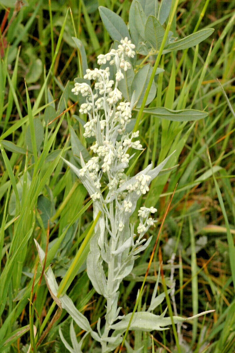 300+PRAIRIE SAGE Flower seeds White Sagebrush Perennial Native Wildflower smudge