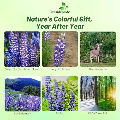 Wild Blue Perennial Lupine Seeds – 1/4 Lb, Self-Sowing, Cold Hardy Wildflower fo