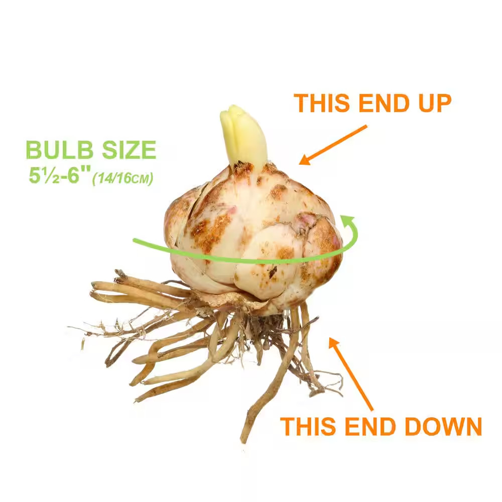 14 Cm/16 Cm, Sugar Love Asiatic Lily Flower Bulbs (Bag of 10)