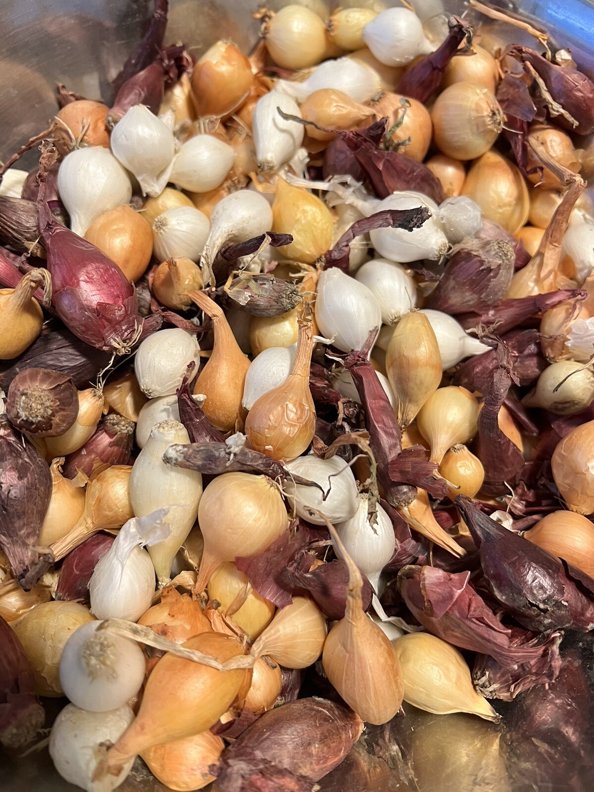Colors Mixed Onion 100++Sets (Bulbs) | Yellow, Red, White Mix 2024 Fast Shipping