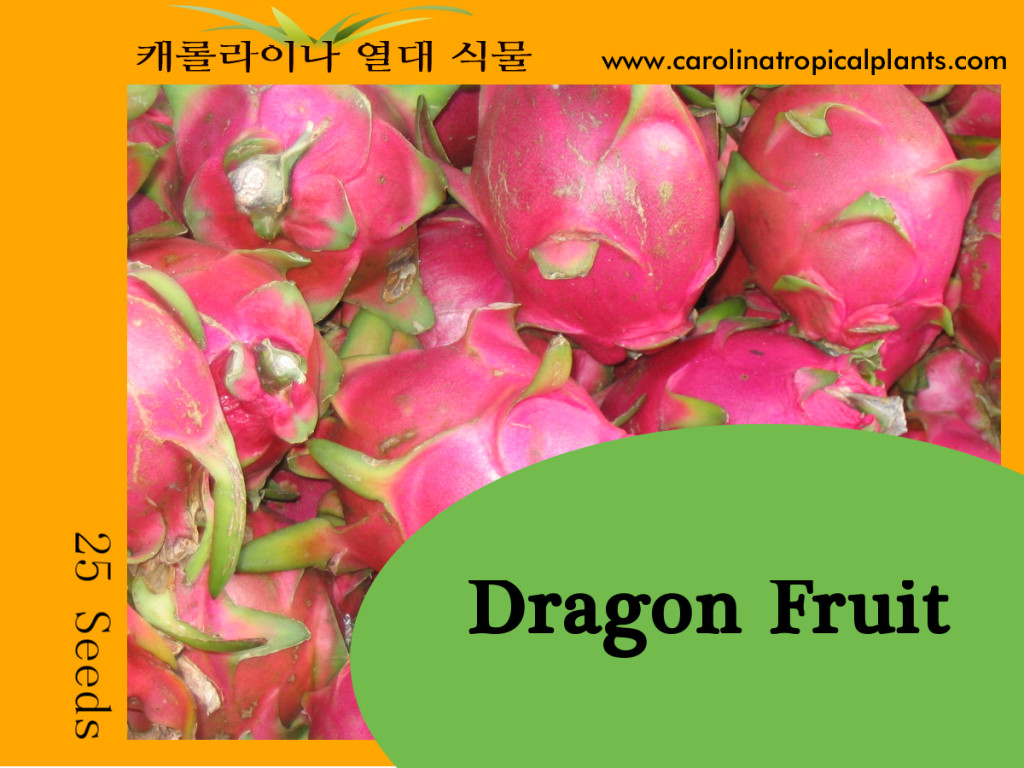25++ White Dragon Fruit Seeds (Hylocereus Undatus Cactus) Pitaya, Pitahaya Seeds
