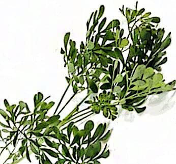 Rue Seeds (Ruta graveolens) 100 Seeds (0.2 Grams)
