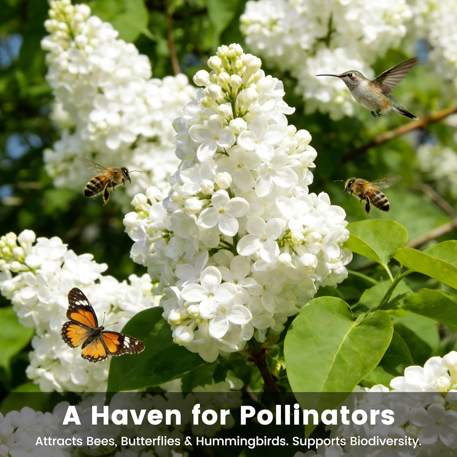 White Japanese Lilac Tree Seeds – 100 Heirloom Seeds for Planting, Fragrant Flow