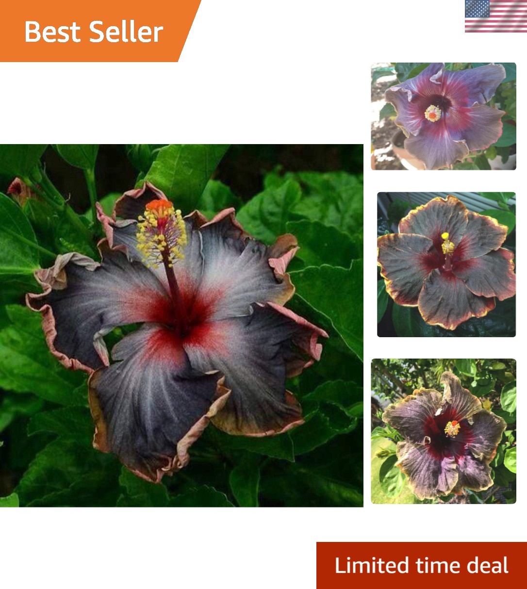 Vibrant Black Rainbow Hibiscus Seeds – 20PCS for Perennial Tropical Appeal