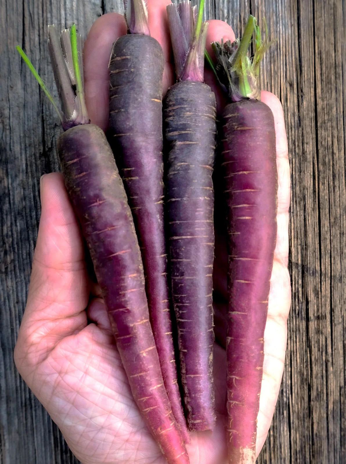 Black Nebula Carrot Seeds | Noir Galaxy Obsidian Cosmic Purple Carrots Seed 2025