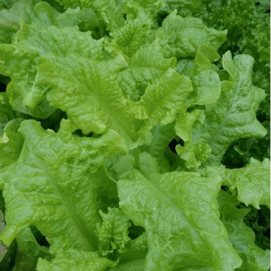 1000 Black Seeded Simpson Leaf Lettuce Seeds – Non-GMO – Always Fresh Seeds!