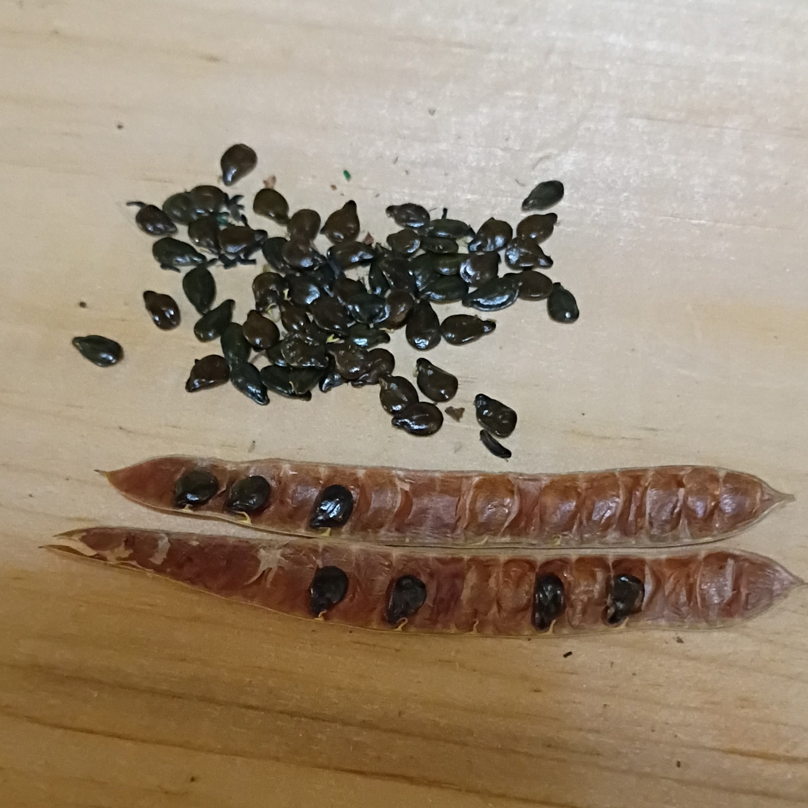Cassia artemisioides SILVER SENNA Yellow flowers SEEDS!