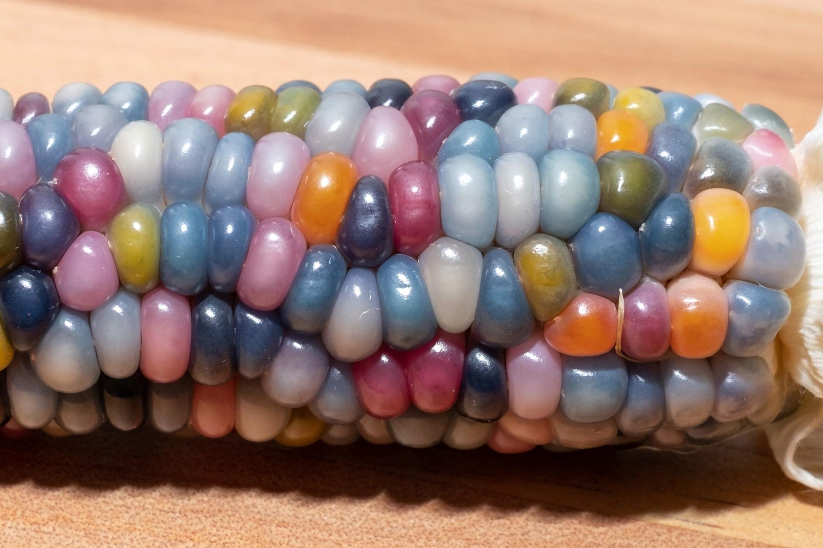 Rare Glass Gem Indian Corn Seeds – 40+ Seeds – Vibrant Translucent Kernels – Gro