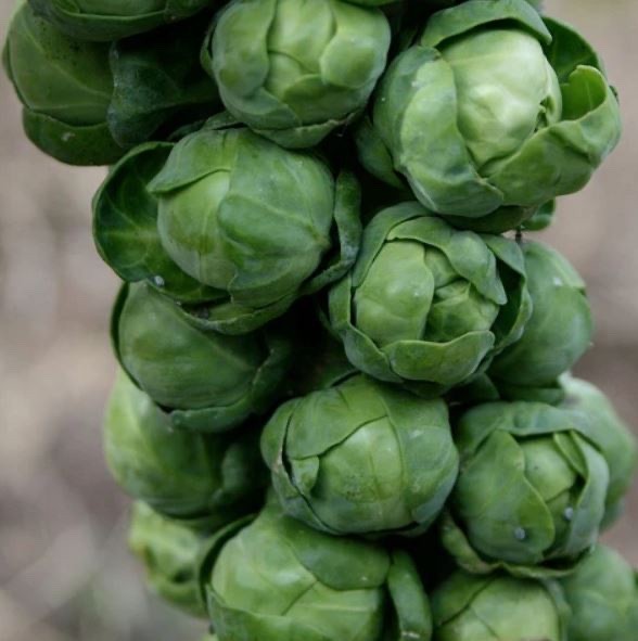 Long Island Improved Brussels Sprouts Heirloom Seeds – Non GMO – 250 Seeds