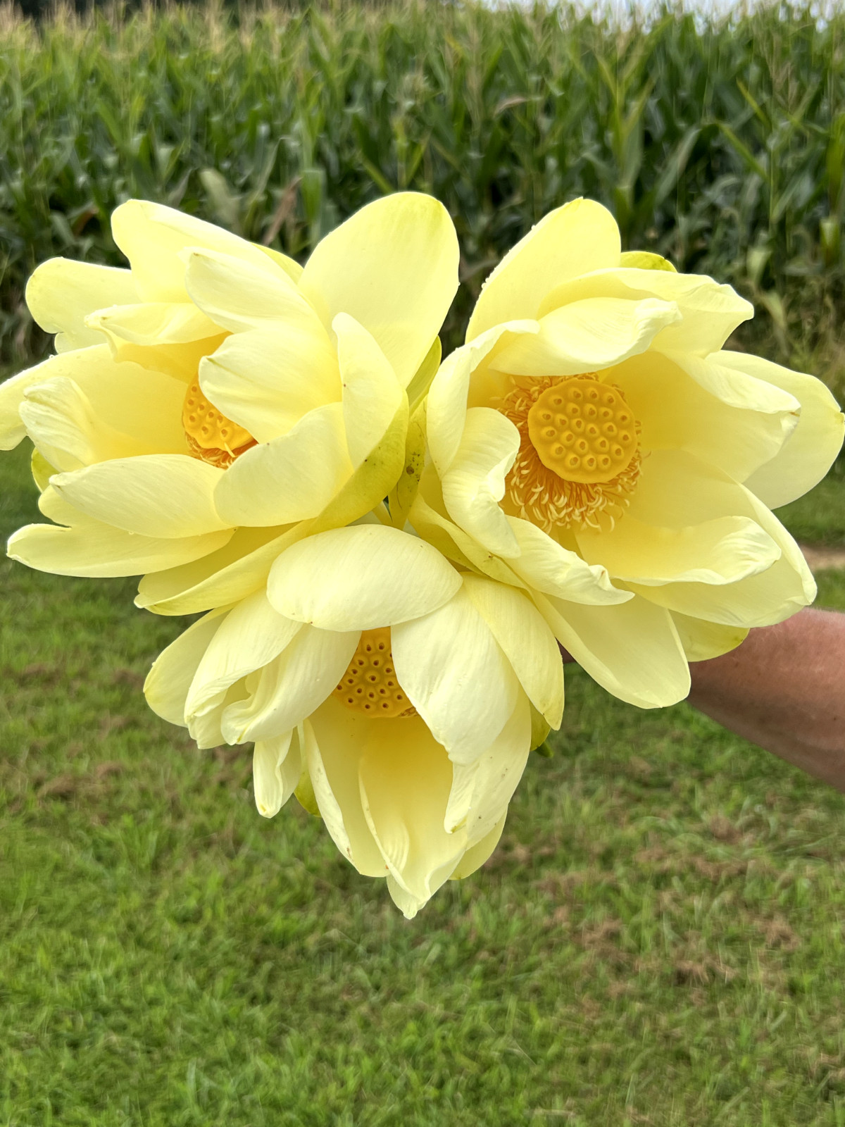 40 Seeds Yellow Lotus Flower Seeds American Water Lily for Pots or Pond