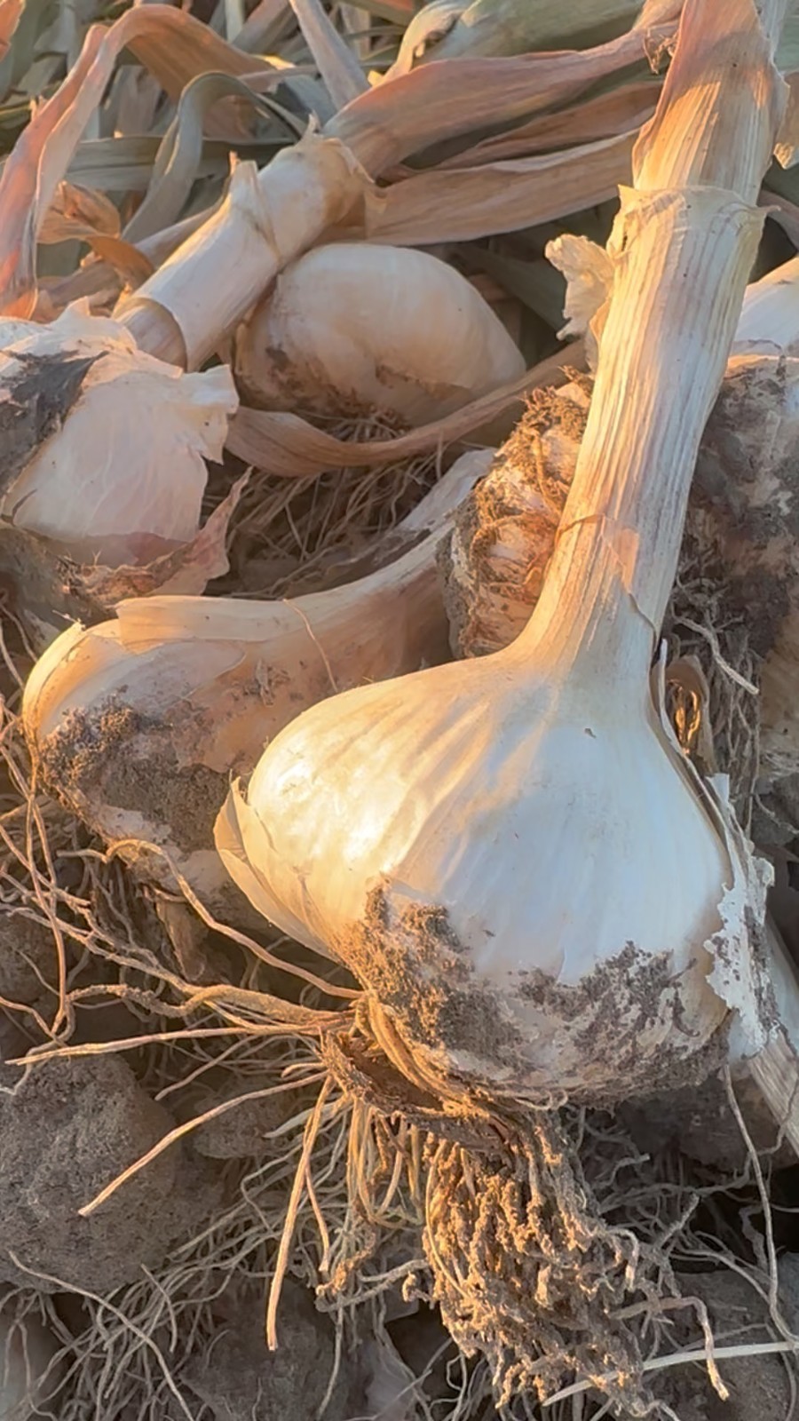 USDA Organic CA Early Garlic Bulbs | Mild Gourmet Garlic | California Grown