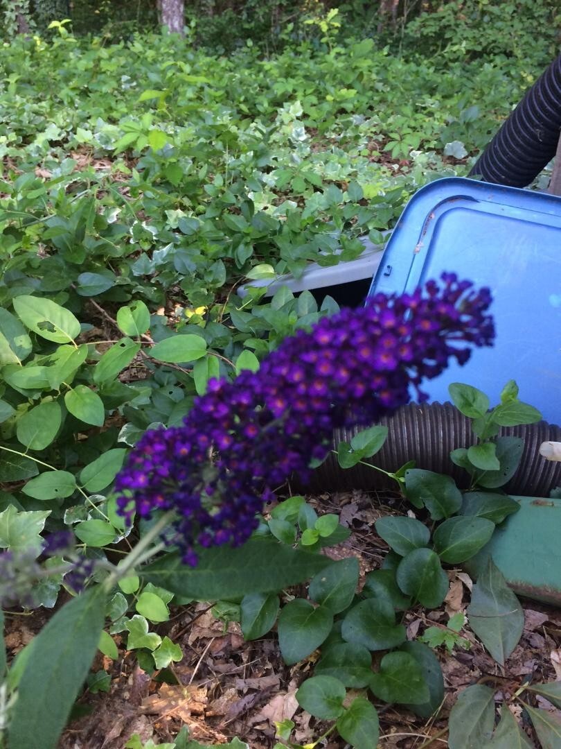 500 + Seeds BLACK KNIGHT Purple Butterfly Budhelia Bush Perennial USA Seller