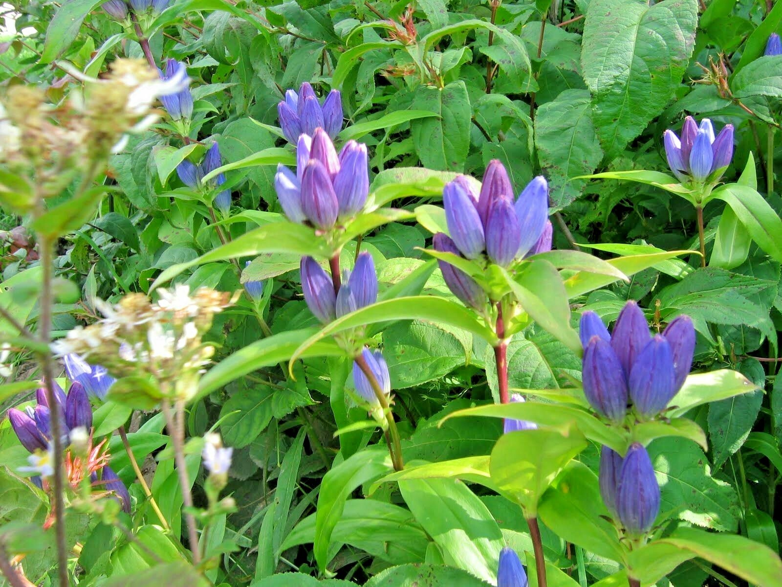 300+BOTTLE GENTIAN Seeds Perennial Native Wildflower Shade Garden Pato Container