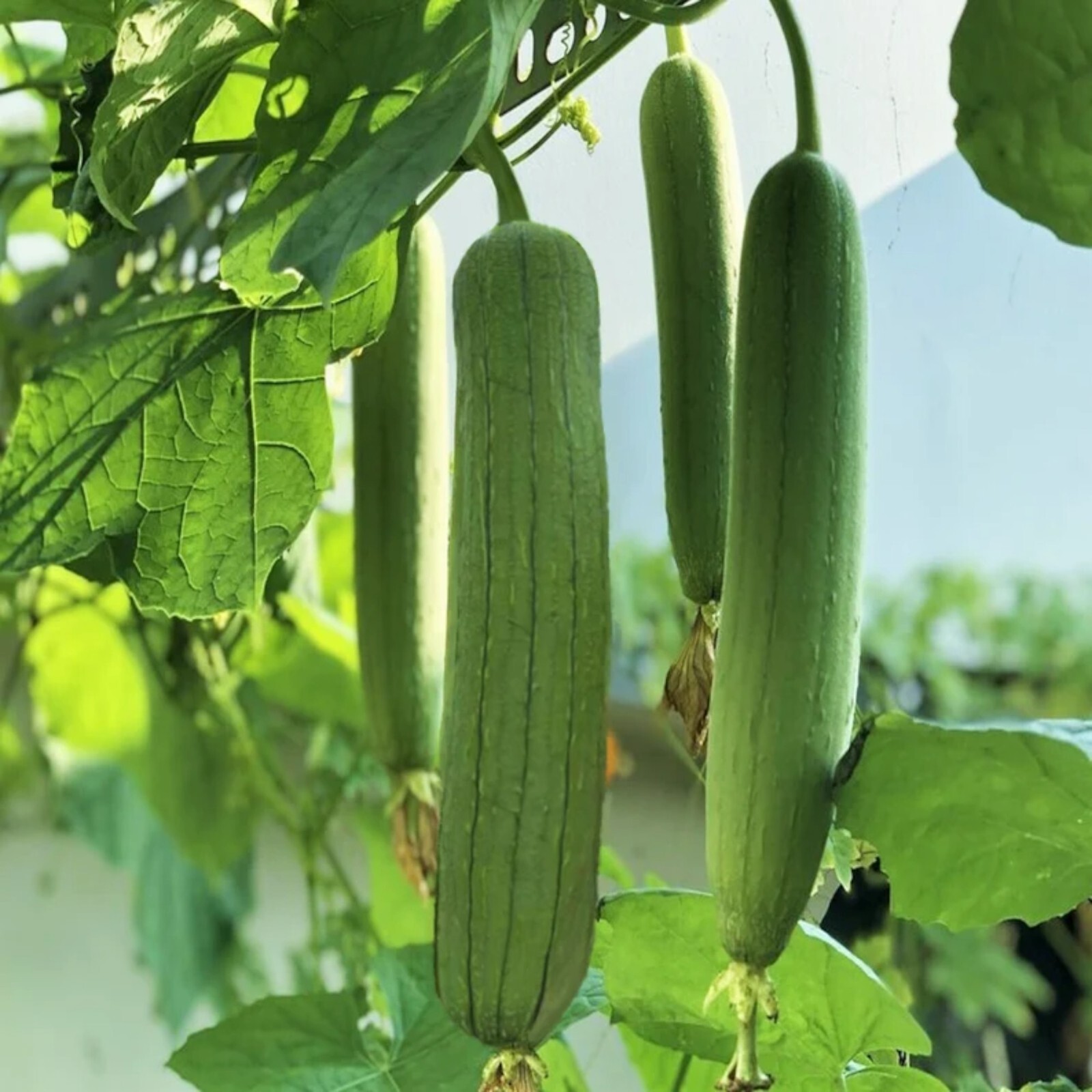 30pcs Luffa Chubby Pier Gourd Seeds – Non-GMO, Loofah Sponge Gourd Seeds