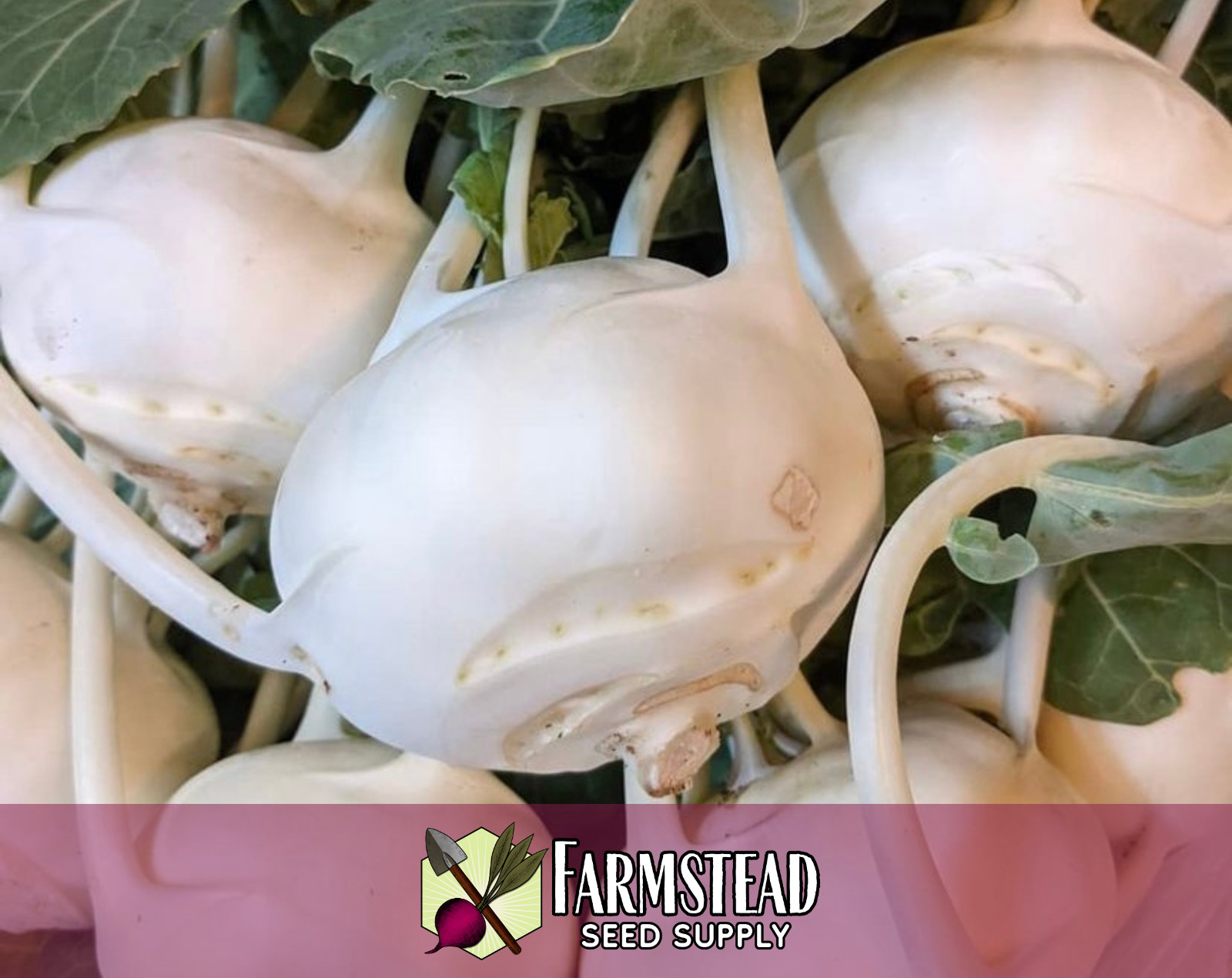 2,600+ Kohlrabi Seeds [Early White Vienna] Heirloom Vegetable Garden, Non-GMO