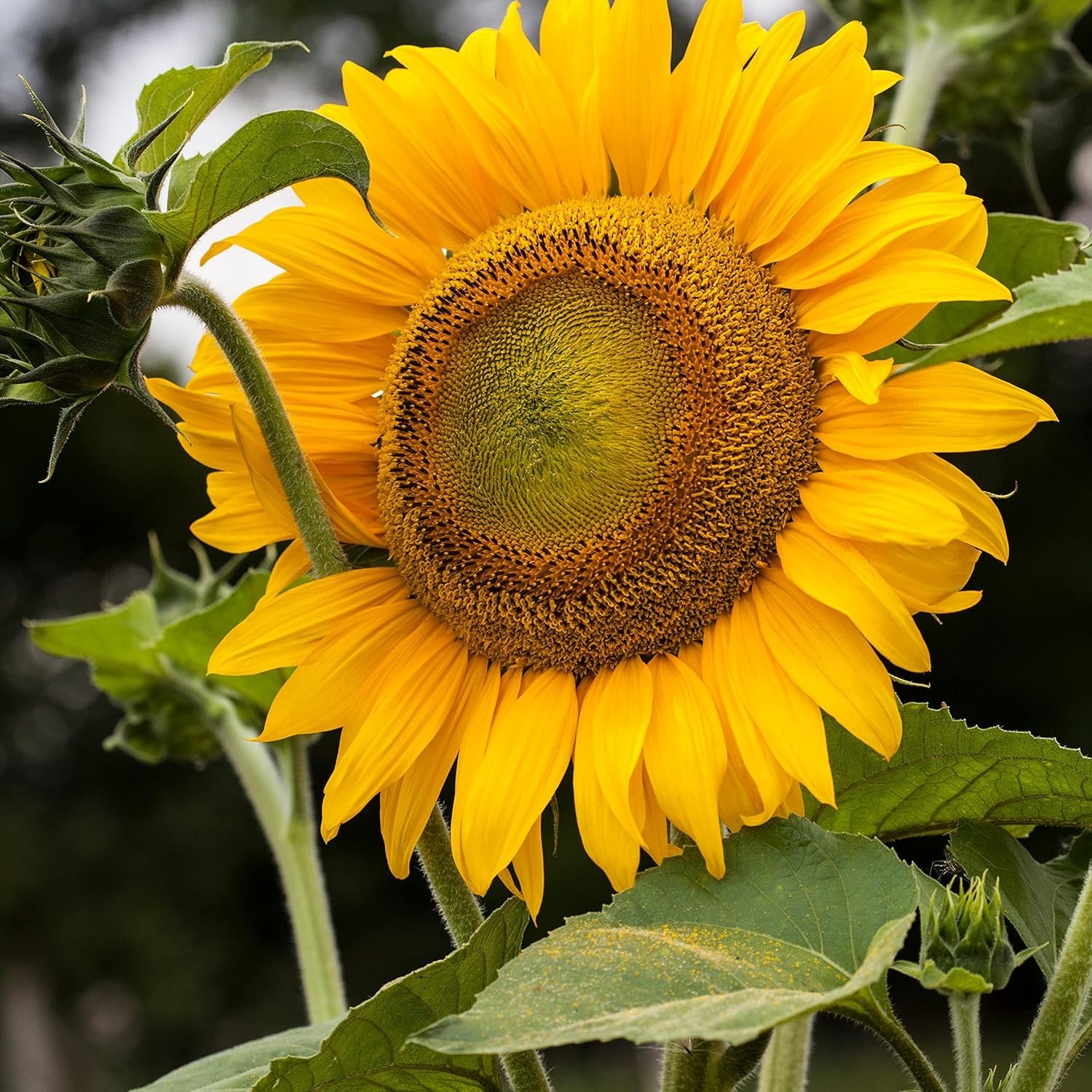 80 Count Mammoth Gray Stripe Sunflower Seeds – Grow 8ft Blooms This Spring