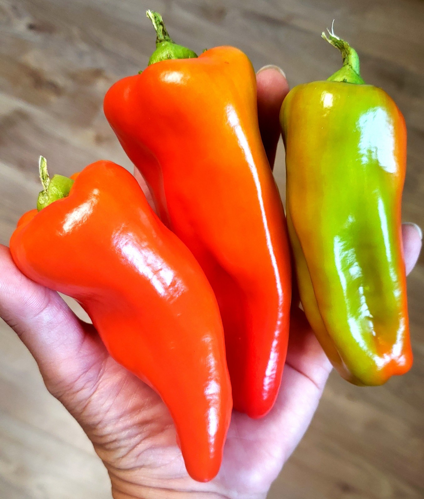 SEEDS Sweet Cubanelle Pepper 100 Seeds Pimiento de Cocinar
