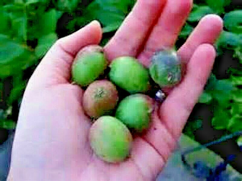 Anna Kiwi Seeds! Grows 100 #’s of fruit per plant! NO FUZZ -SUPER SWEET MINI’S!
