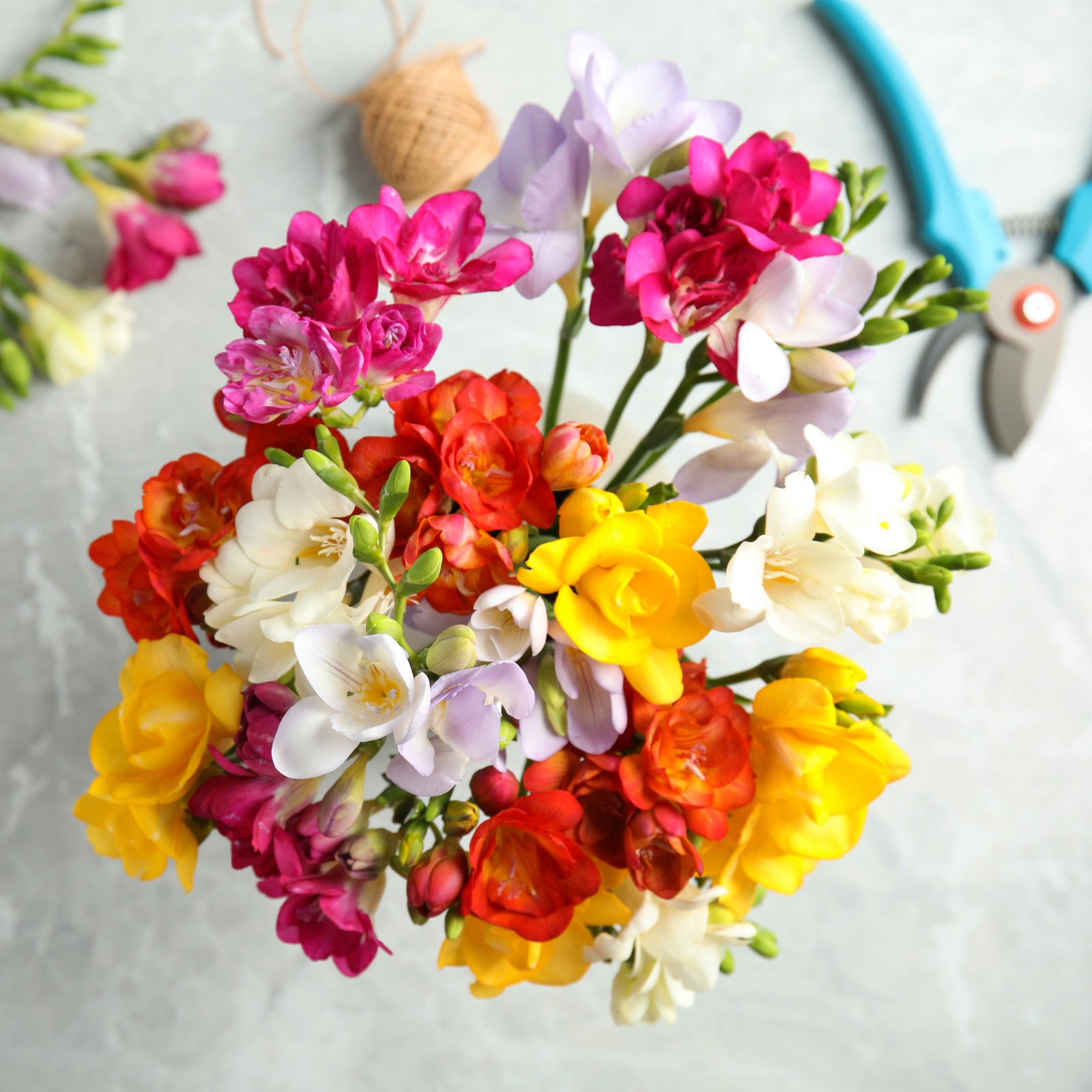 Easy to Grow Freesia Doubles Mix 15 Plant Bulbs, Spring Flowers Zones 9-11