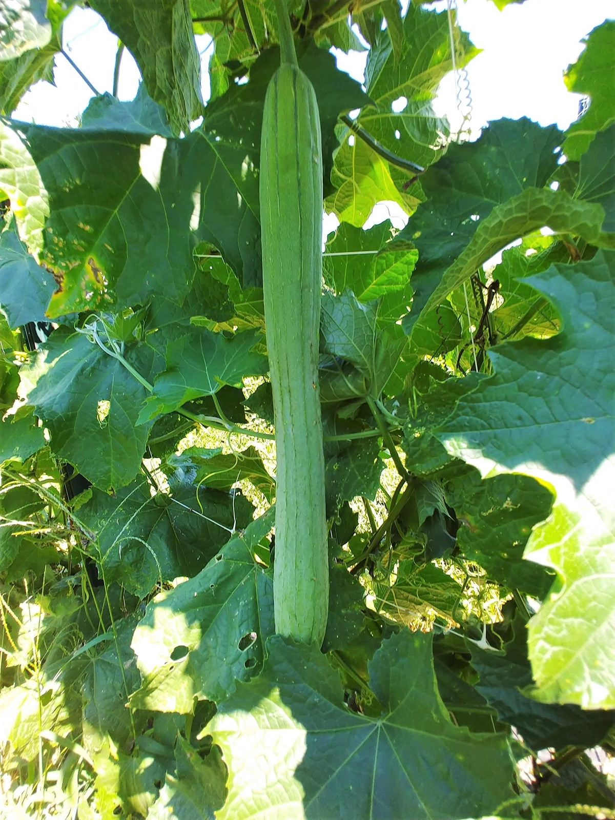 Extra Long Luffa Squash Seeds | Smooth Loofah Snake Melon Asian Seed 2023