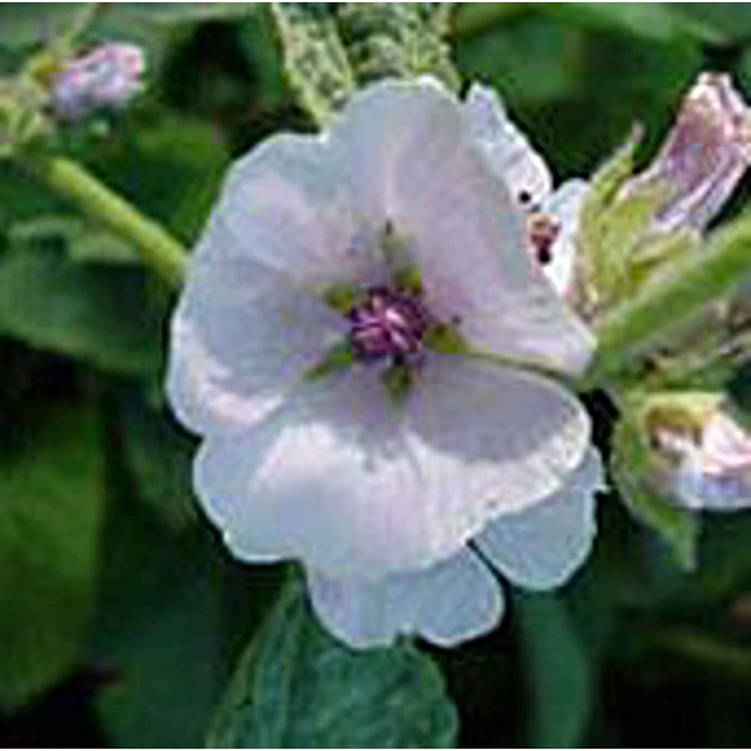 Marshmallow Seeds (20+ Seeds) | Non GMO | Vegetable Fruit Herb Flower Seeds for