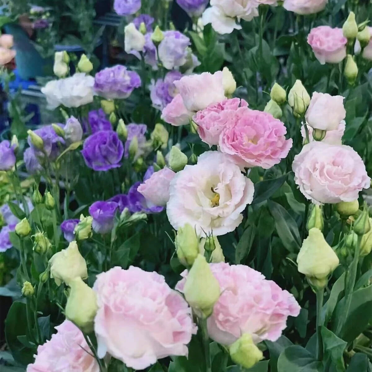 Lisianthus Seeds Pack of 1000+ Mixed Color Eustoma Grandiflorum Seeds Flower …